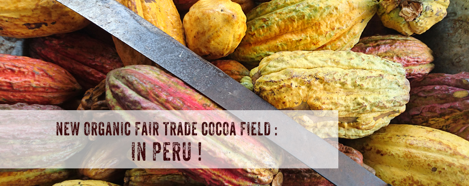 New organic fair trade cocoa field in Peru
